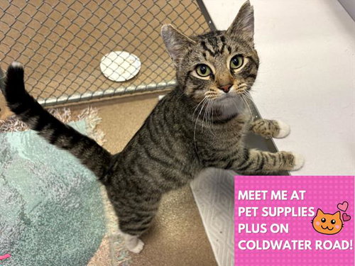 picture of the cat needing adoption