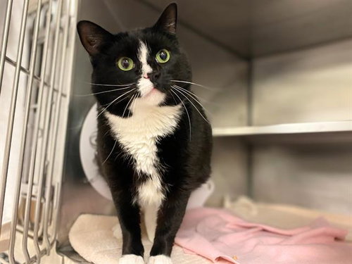 picture of the cat needing adoption