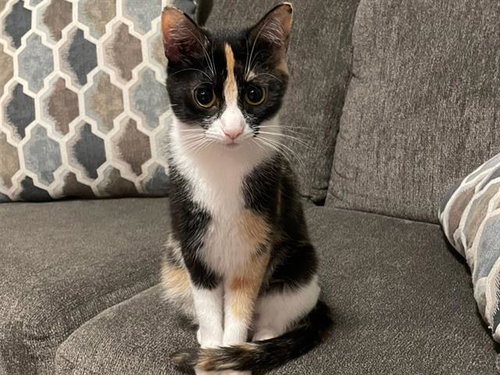 picture of the cat needing adoption