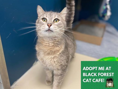 picture of the cat needing adoption