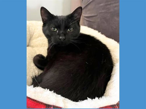 picture of the cat needing adoption