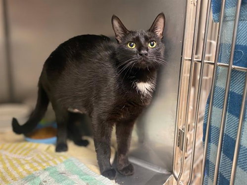 picture of the cat needing adoption