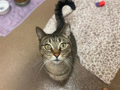 picture of the cat needing adoption