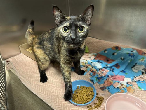 picture of the cat needing adoption
