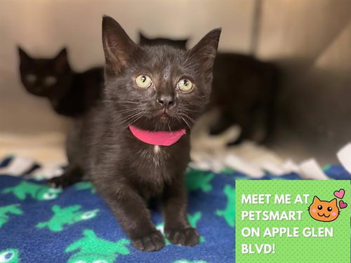 picture of the cat needing adoption