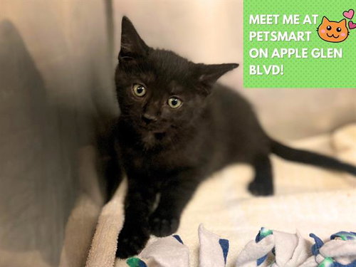 picture of the cat needing adoption