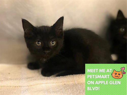 picture of the cat needing adoption