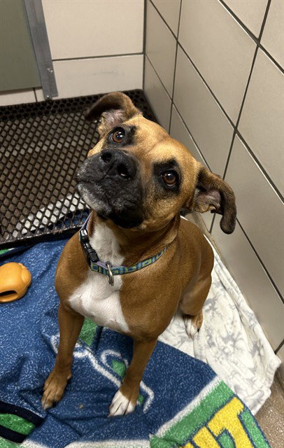 picture of the dog needing adoption