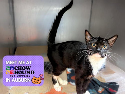 picture of the cat needing adoption