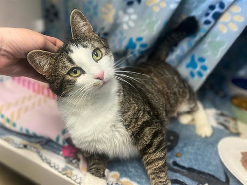 picture of the cat needing adoption