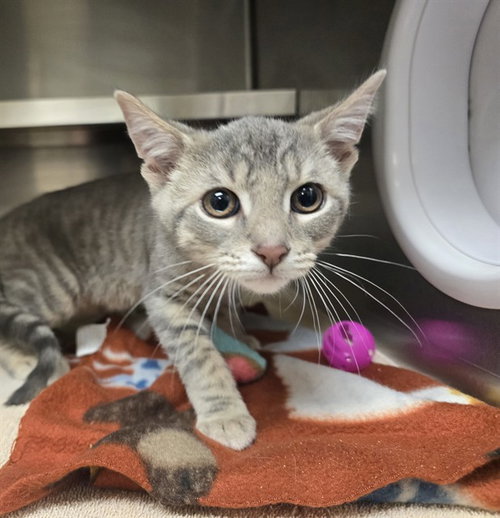 picture of the cat needing adoption