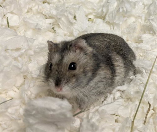 DINO - Hamster available for adoption