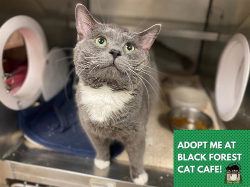 ROKI, an adoptable Domestic Short Hair in Fort Wayne, IN