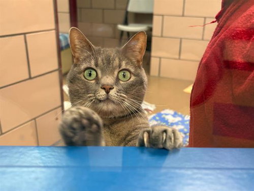 CLOVER, an adoptable Domestic Short Hair in Fort Wayne, IN