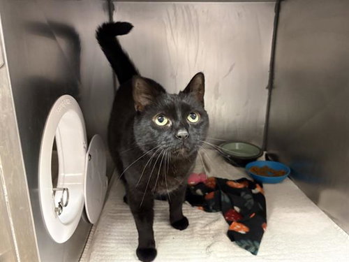 BABY, an adoptable Domestic Short Hair in Fort Wayne, IN