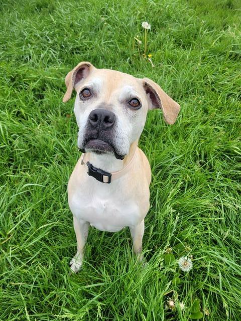LULU, an adoptable Boxer in Fort Wayne, IN