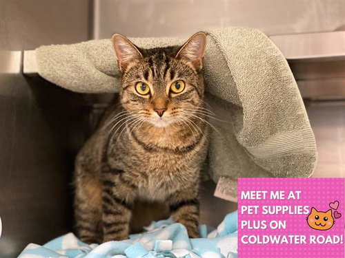 PRINCESS, an adoptable Domestic Short Hair in Fort Wayne, IN
