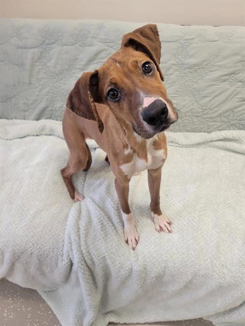 RUNI, an adoptable Boxer in Fort Wayne, IN