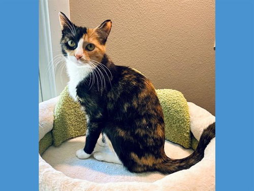 MAISIE, an adoptable Domestic Short Hair in Fort Wayne, IN