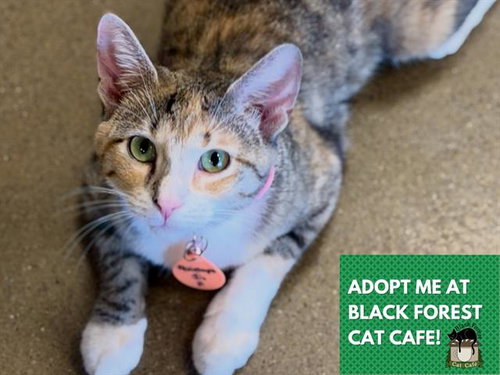 PENELOPE, an adoptable Domestic Short Hair in Fort Wayne, IN