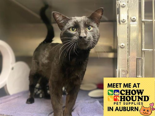 GOLIATH, an adoptable Domestic Short Hair in Fort Wayne, IN