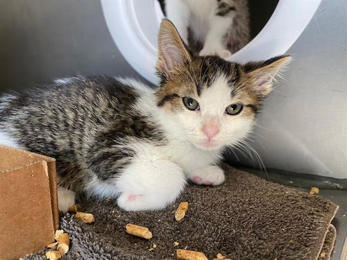 HAWK - Domestic Short Hair available for adoption