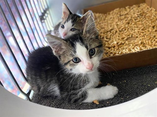 GRIFFIN - Domestic Short Hair available for adoption