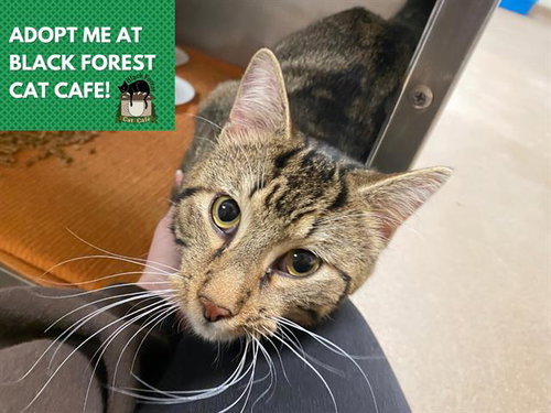 SOUL, an adoptable Domestic Short Hair in Fort Wayne, IN