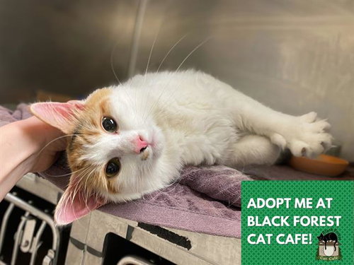 DOROTHY, an adoptable Domestic Medium Hair in Fort Wayne, IN