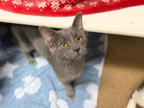 LEOPOLD, an adoptable Domestic Short Hair in Fort Wayne, IN