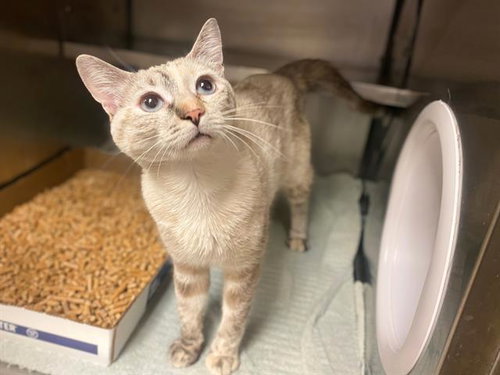 HAZEL, an adoptable Domestic Short Hair in Fort Wayne, IN