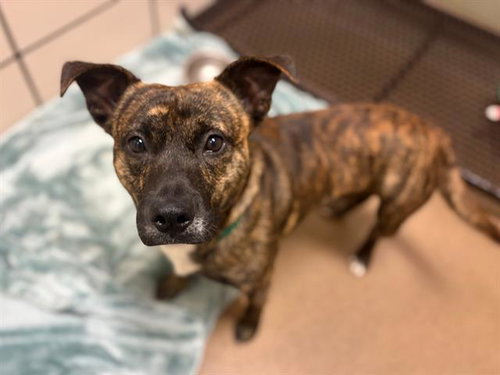 CAPTAIN CORGAN, an adoptable Cardigan Welsh Corgi in Fort Wayne, IN