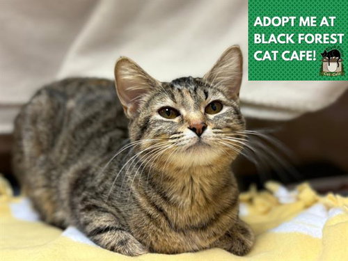 JEZEBELL, an adoptable Domestic Short Hair in Fort Wayne, IN