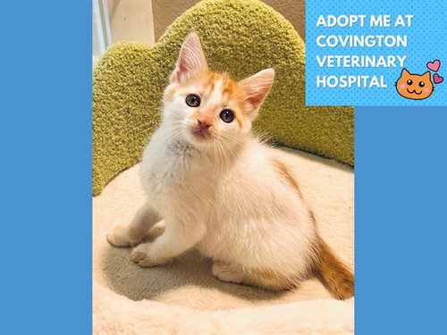 BENNY, an adoptable Domestic Short Hair in Fort Wayne, IN