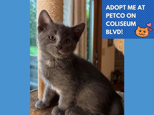 VALA, an adoptable Domestic Short Hair in Fort Wayne, IN