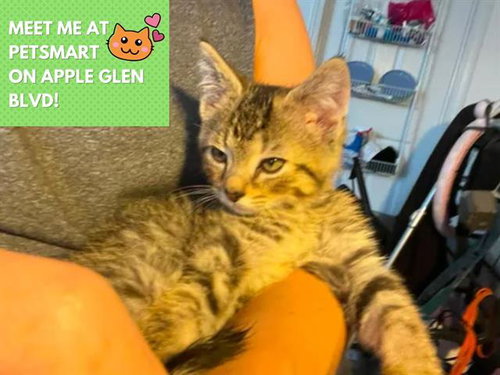 BEAST BOY, an adoptable Domestic Short Hair in Fort Wayne, IN