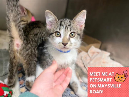 DUKE, an adoptable Domestic Short Hair in Fort Wayne, IN