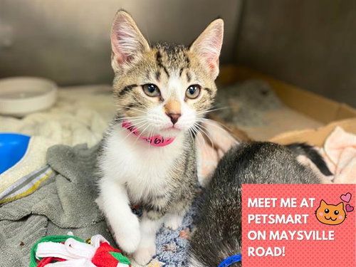 DAISY, an adoptable Domestic Short Hair in Fort Wayne, IN