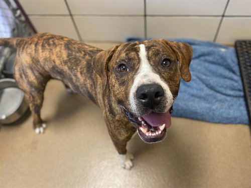 ROSCO JENKINS, an adoptable Pit Bull Terrier in Fort Wayne, IN