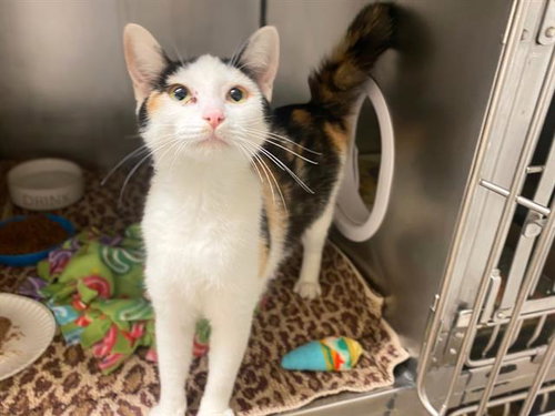 SARAFINA, an adoptable Domestic Short Hair in Fort Wayne, IN