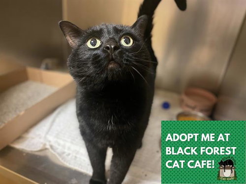 BINX, an adoptable Domestic Short Hair in Fort Wayne, IN