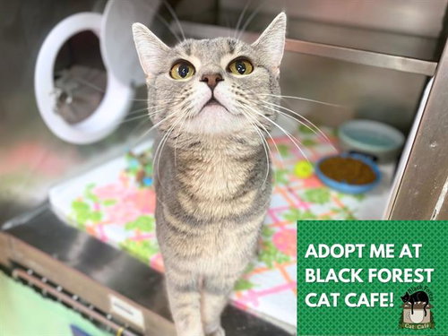 ZOEY, an adoptable Domestic Short Hair in Fort Wayne, IN