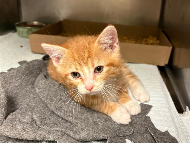DONALD DUCK