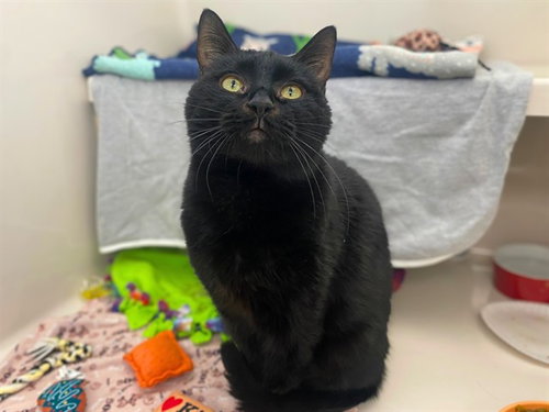 DOUG, Adult Domestic Short Hair (medium coat), cat for adoption in Fort Wayne, Indiana