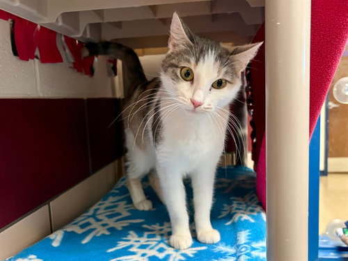 EVELYN, Adult Domestic Short Hair (medium coat), cat for adoption in Fort Wayne, Indiana