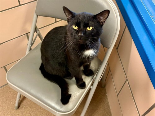 EMMETT, Adult Domestic Short Hair (medium coat), cat for adoption in Fort Wayne, Indiana