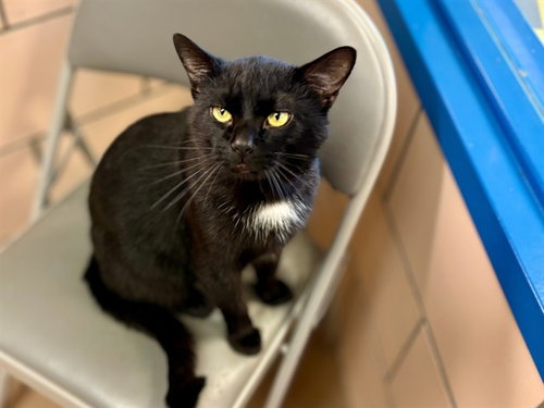 EMMETT, Adult Domestic Short Hair (medium coat), cat for adoption in Fort Wayne, Indiana