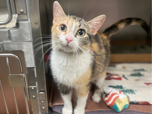 CHLOE, an adoptable Domestic Short Hair in Fort Wayne, IN