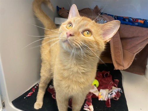 RJ, Adult Domestic Short Hair (medium coat), cat for adoption in Fort Wayne, Indiana