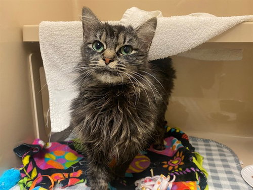 KATIE, Adult Domestic Medium Hair (medium coat), cat for adoption in Fort Wayne, Indiana